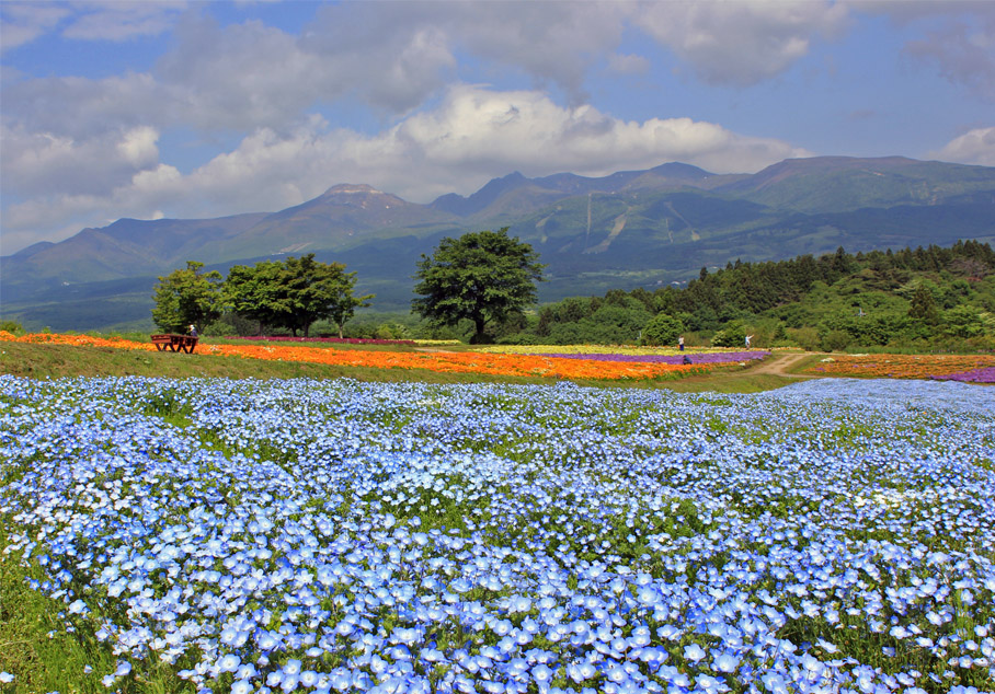 那須フラワーワールドの開花状況2018!